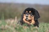 DOGUE DU TIBET 549